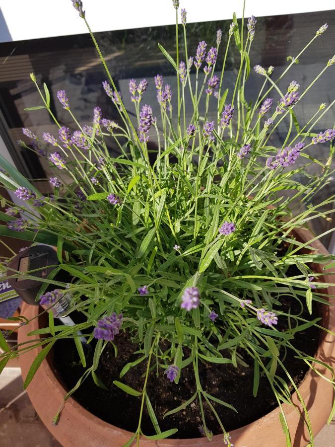ילנייה גורה Apartament Lavender מראה חיצוני תמונה